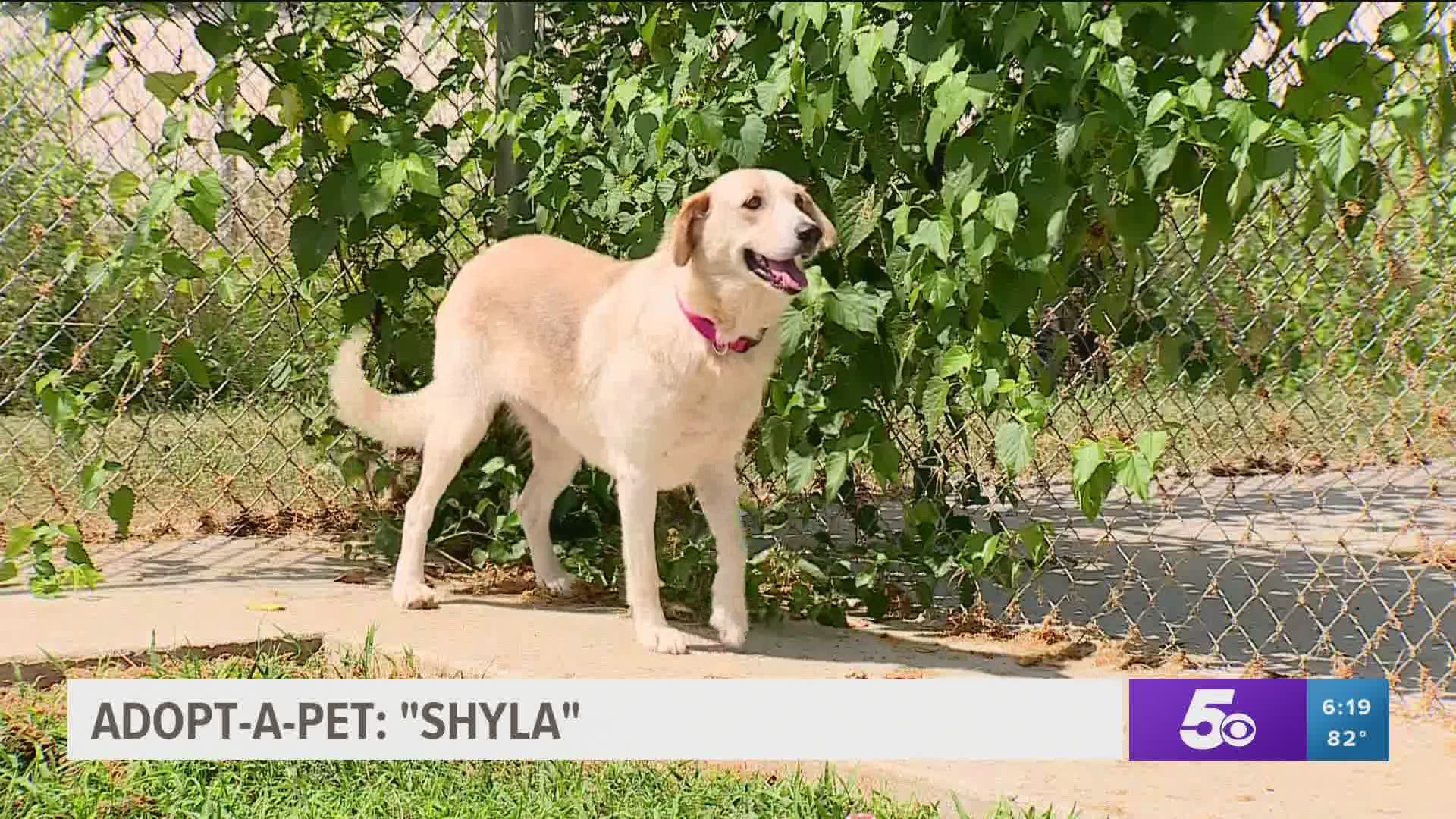 2-year-old Shyla is a Pyrenees-mix that came to the shelter as an owner surrender. https://bit.ly/2WKcyzC