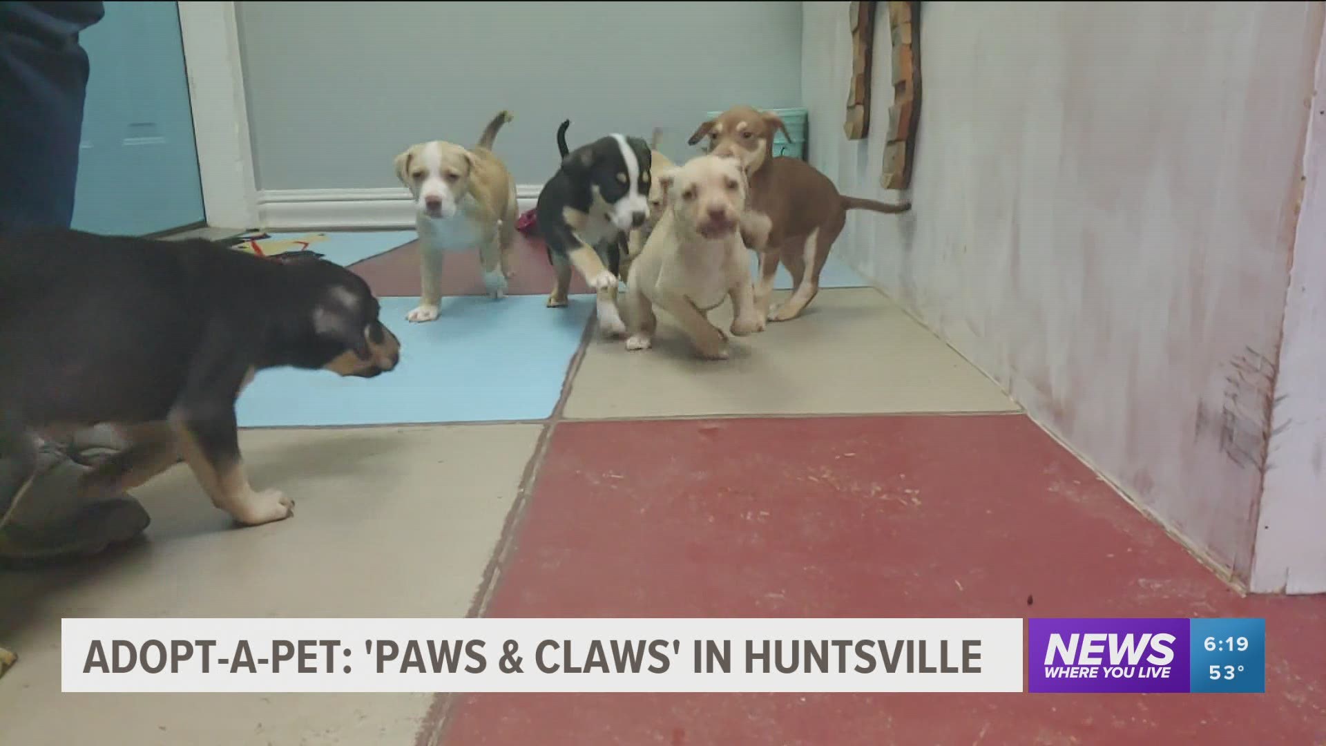 Adopt-A-Pet: Paws and Claws Pet Shelter in Huntsville 