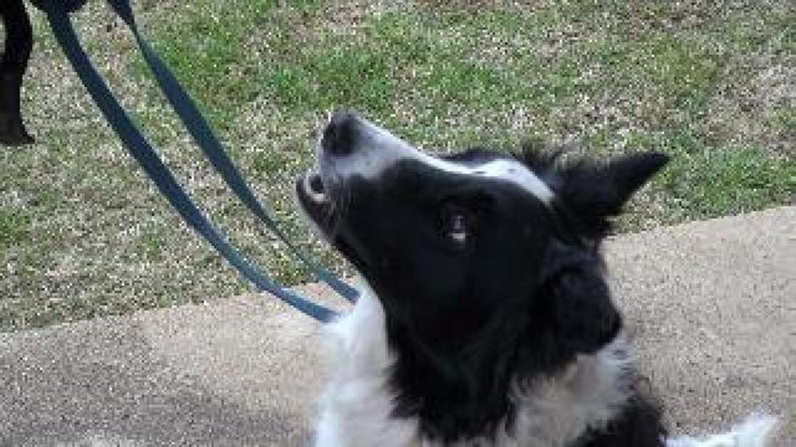 k9 search and rescue seminars