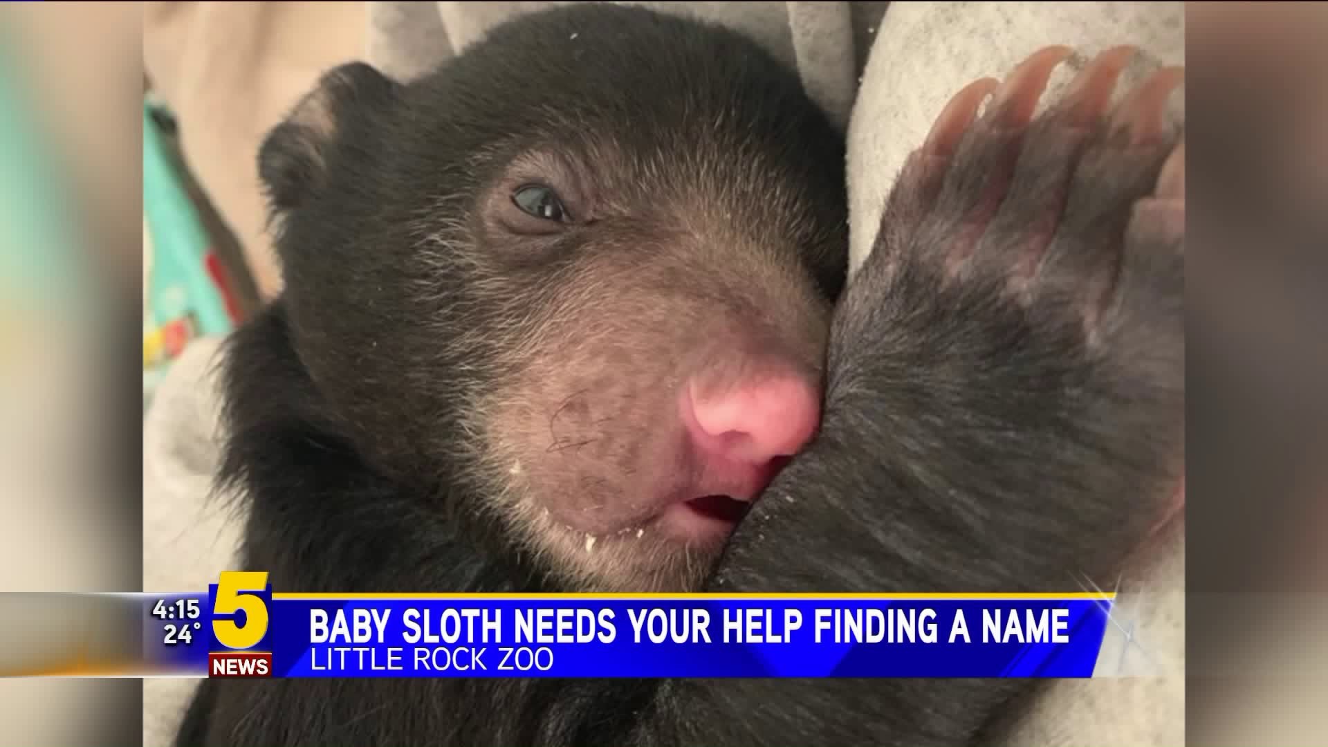 Baby Sloth Needs Help Finding Name