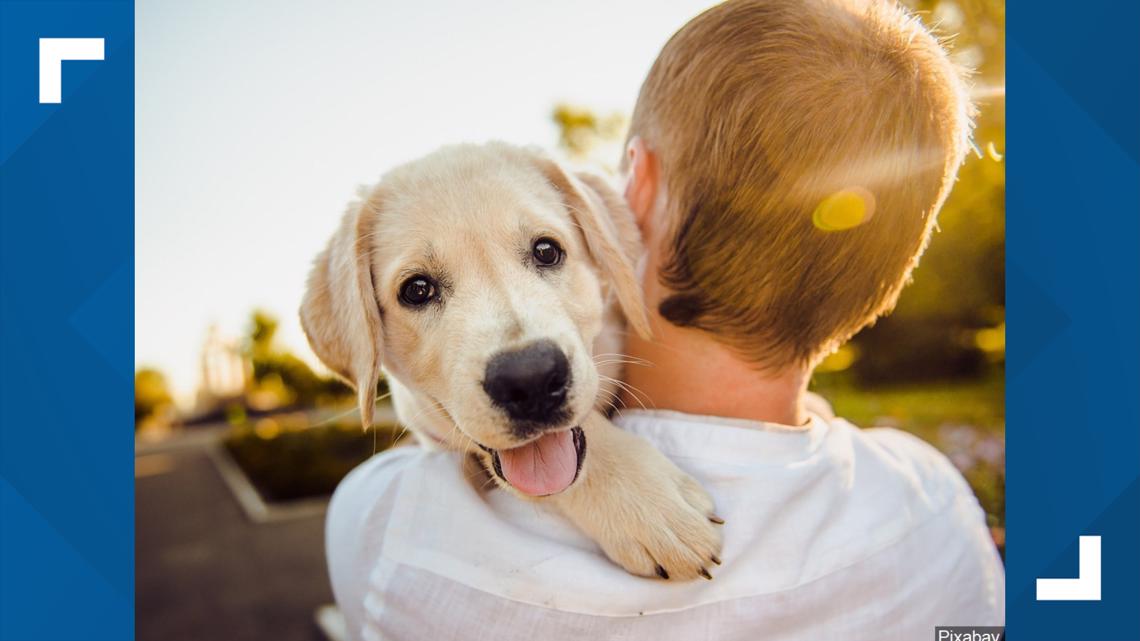 Need A Furry Friend Pet Adoptions Are Free Through Fayetteville Animal Services 5newsonline Com