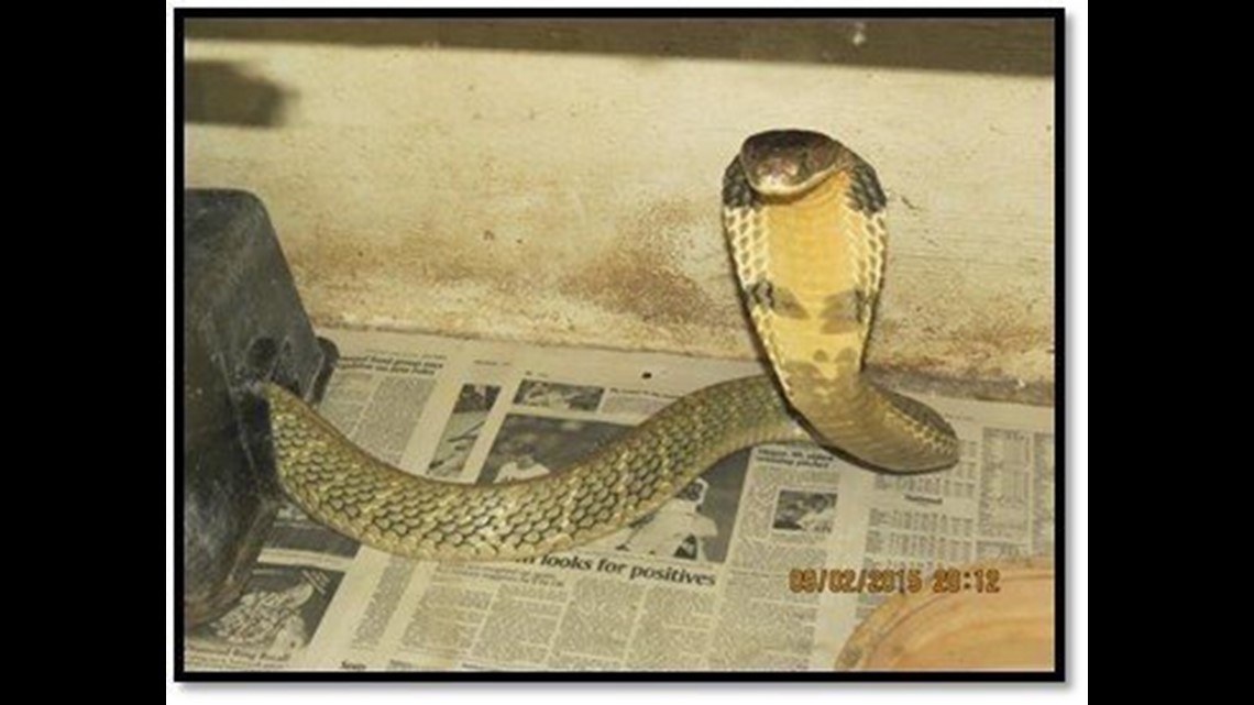 King Cobra Is On The Loose In Orlando, Florida 