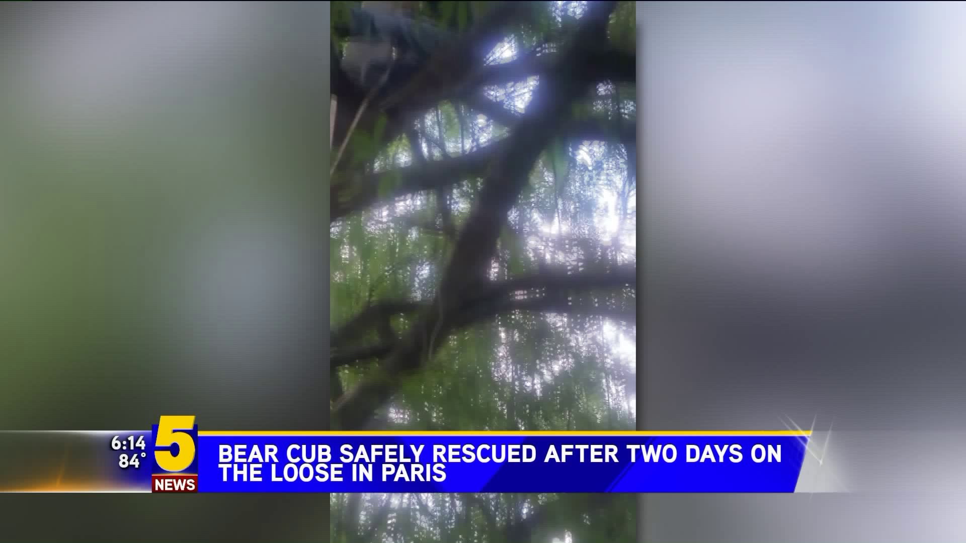 Bear Cub Rescued In Paris