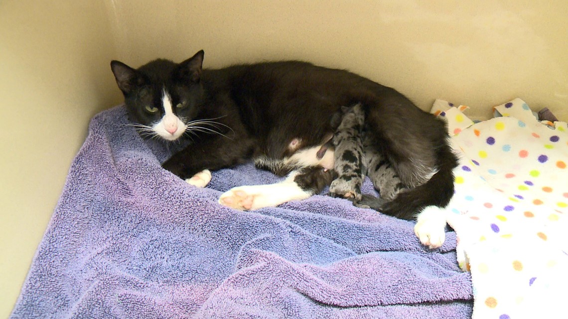 Cat Nurses Abandoned Puppies At Washington County Animal Shelter