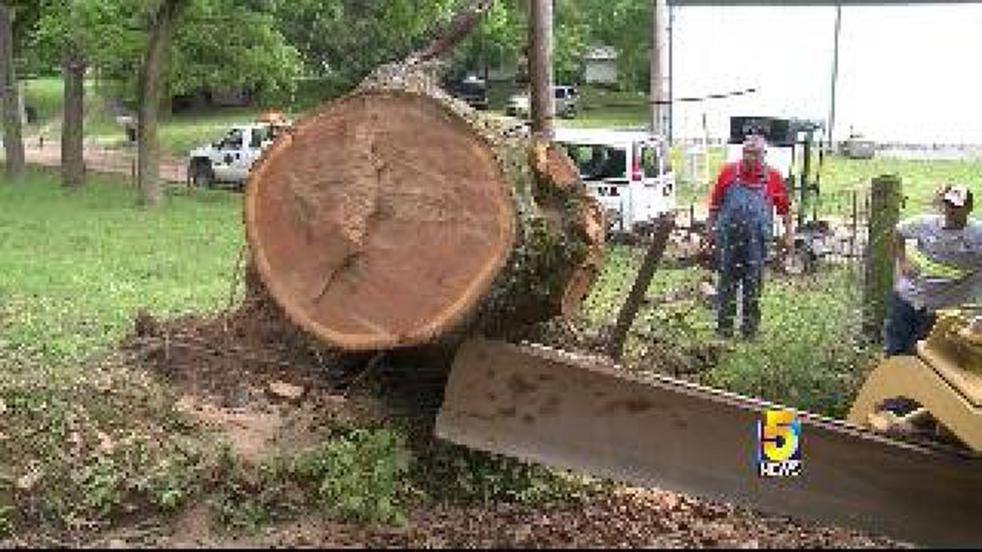 Storms Uproot Nearly 200-Year-Old Tree In Benton County