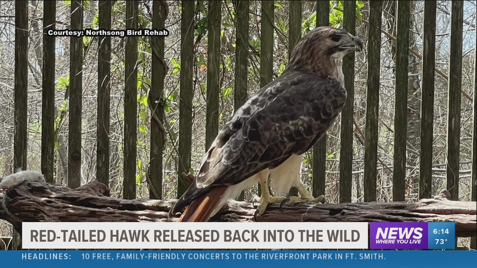 The Northsong Wild Bird Rehabilitation Center has cared for the hawk since January after it suffered a head injury.