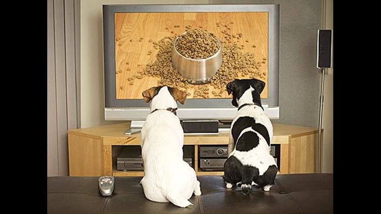 dog tv live
