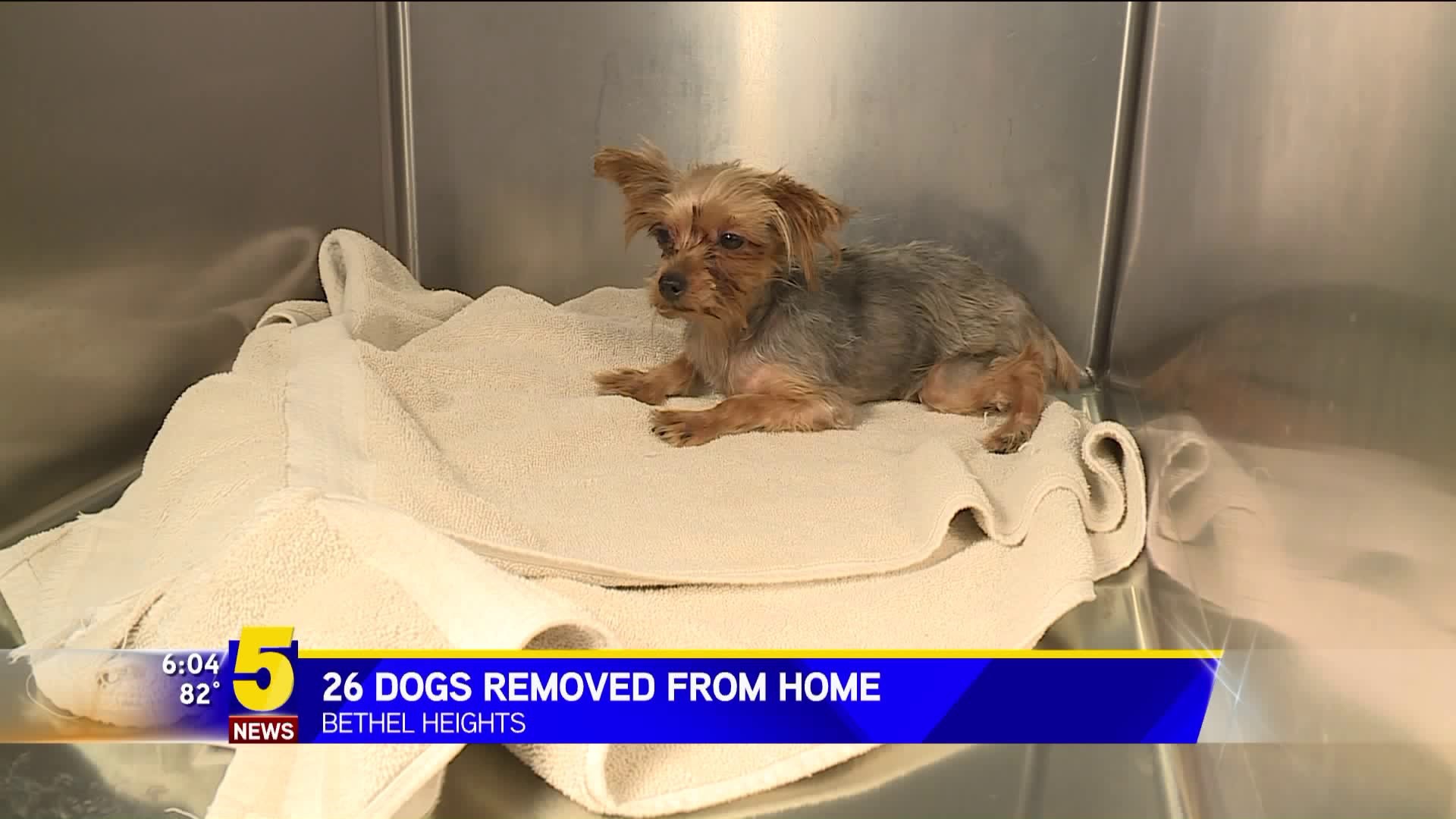 26 Dogs Removed From Home