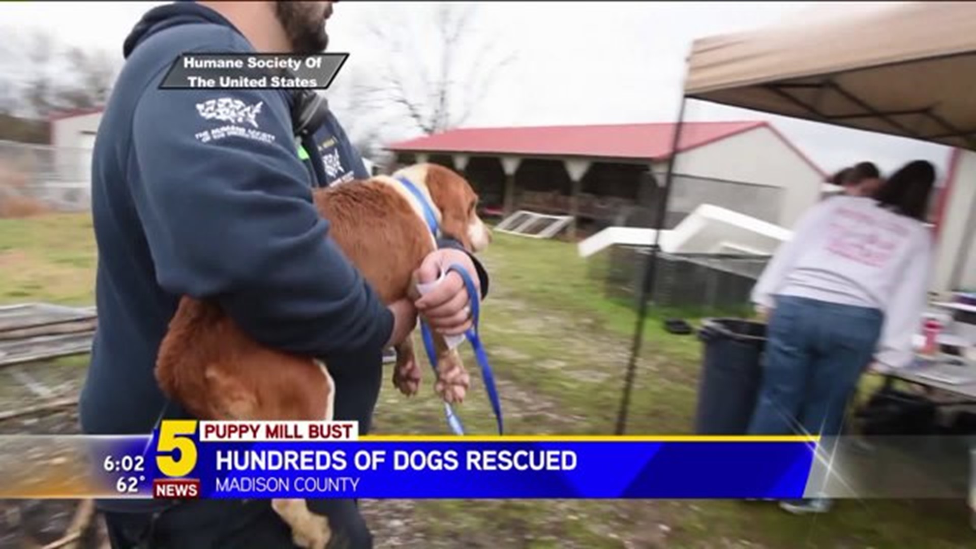 Hundreds of Dogs Rescued
