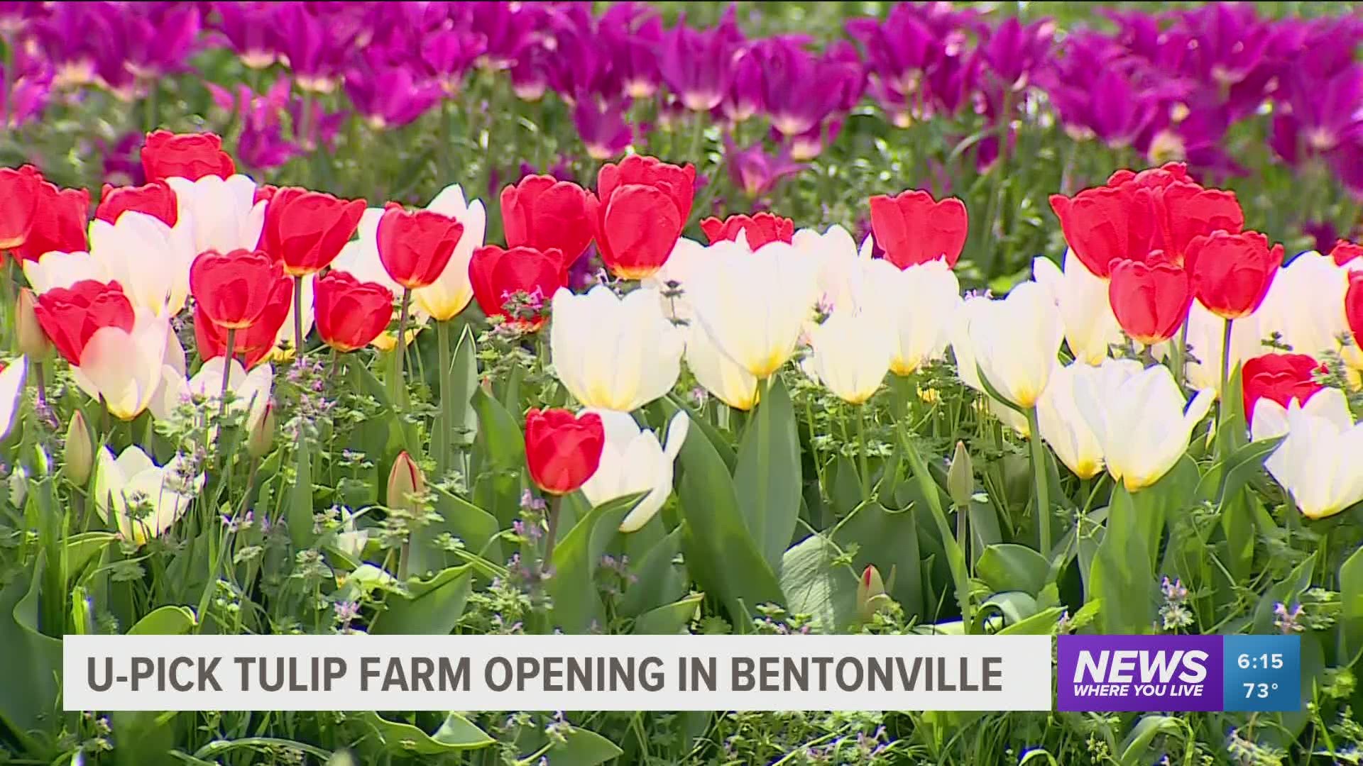 U-Pick tulip farm opening in Bentonville
