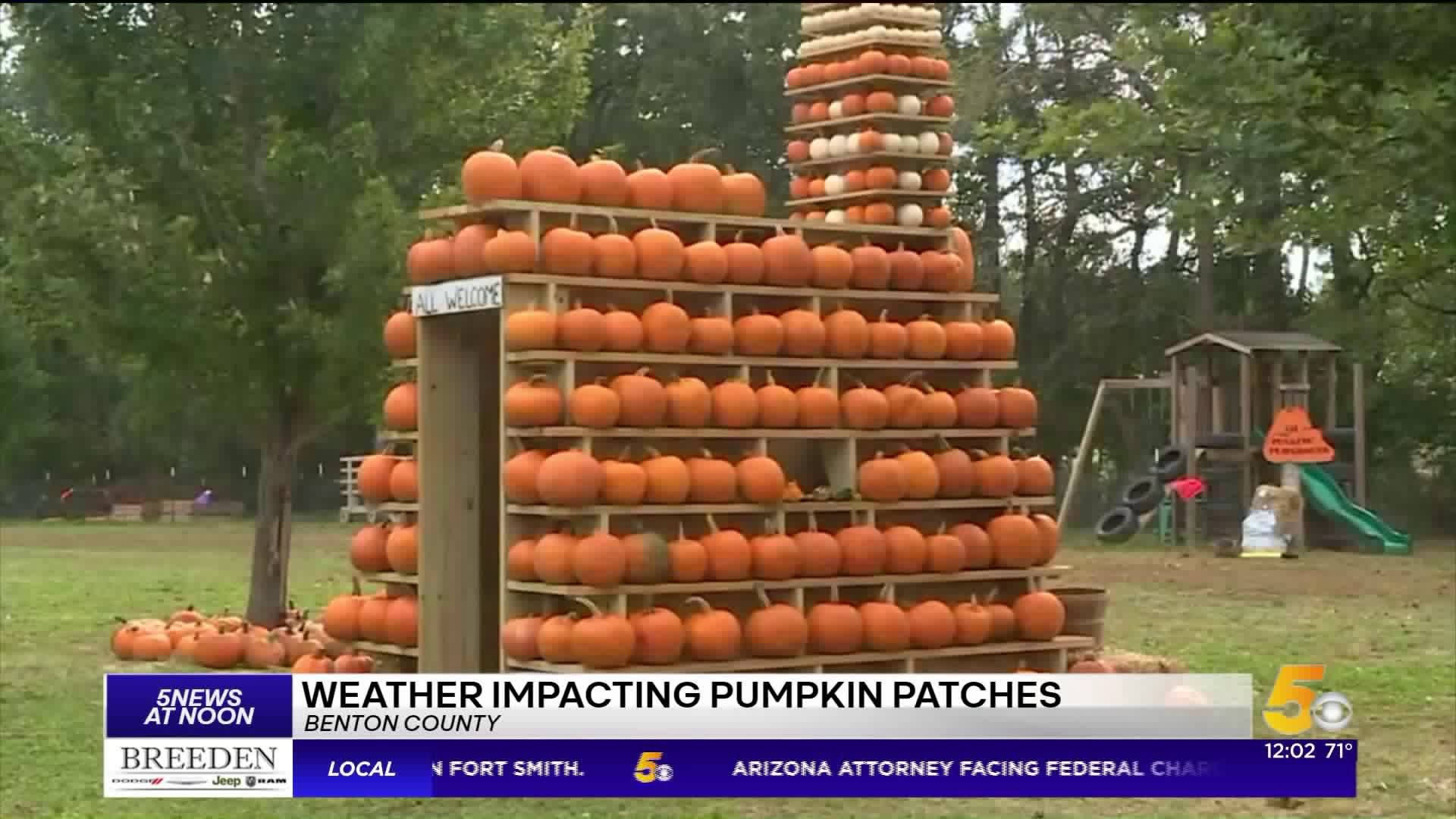 Weather Affecting Pumpkin Patches