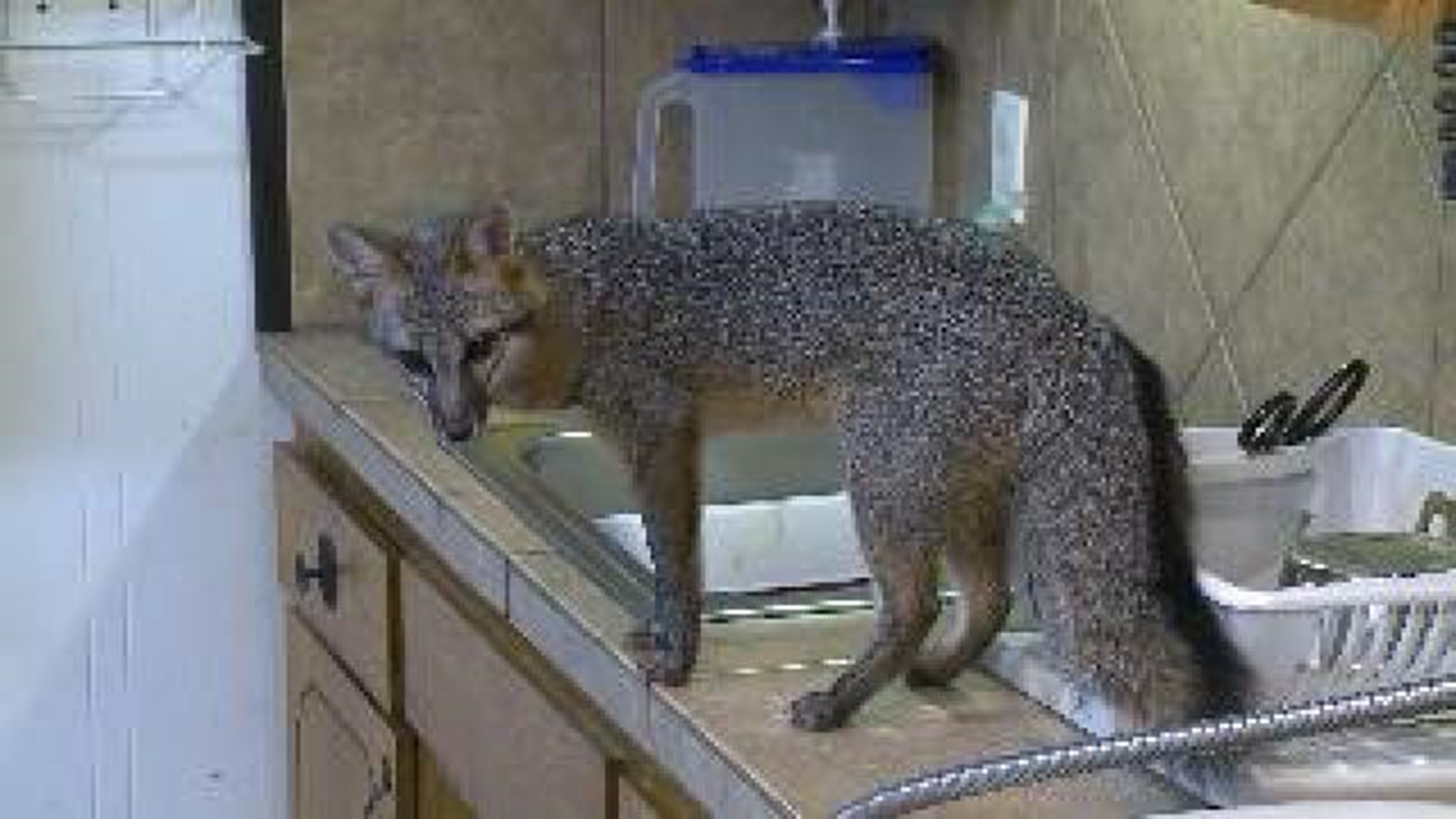 Pet Fox Tested for Rabies After Injuring Deputy