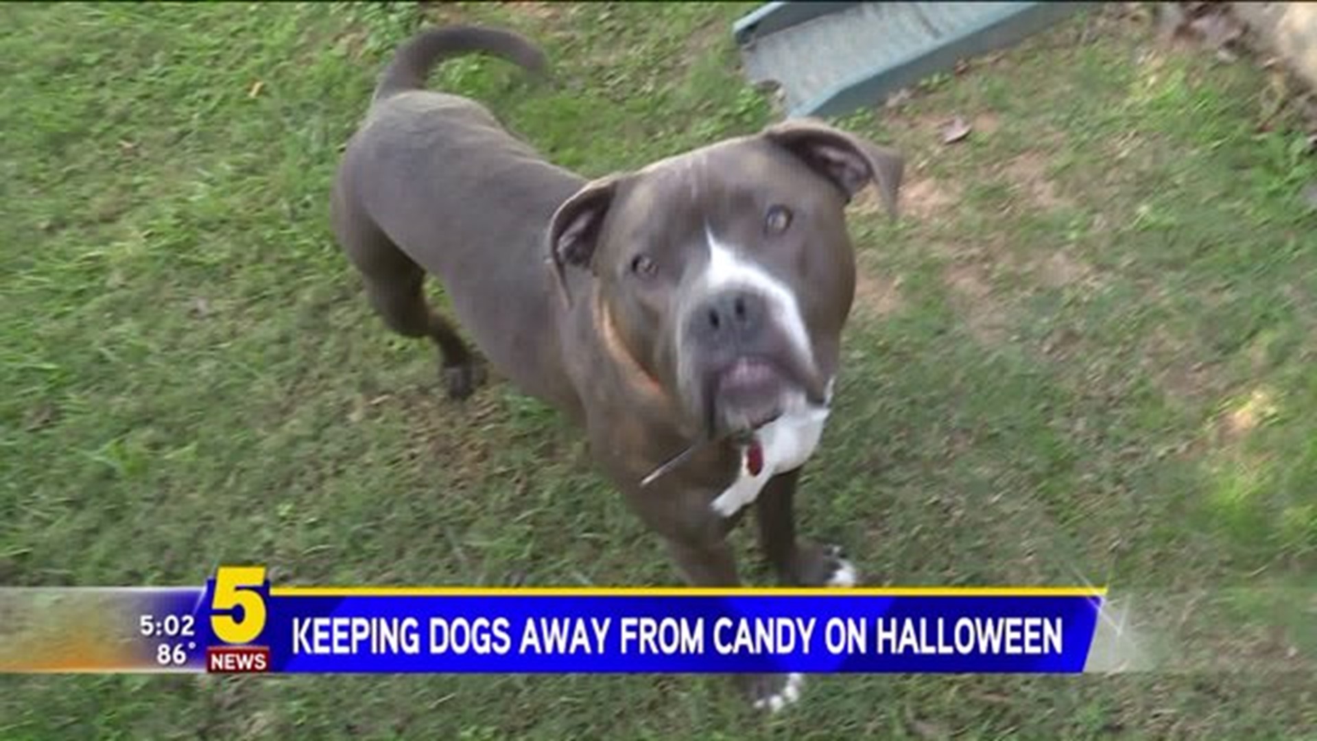 KEEP CANDY AWAY FROM DOGS