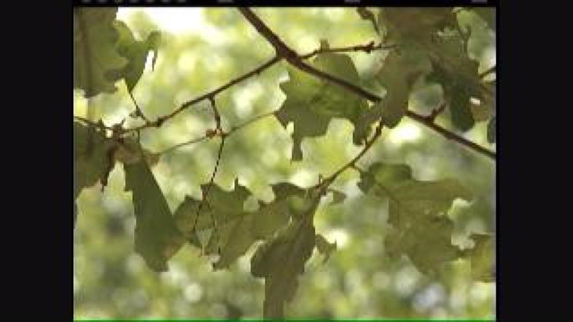 Mild Winter Causes Worm Problem For Oak Trees