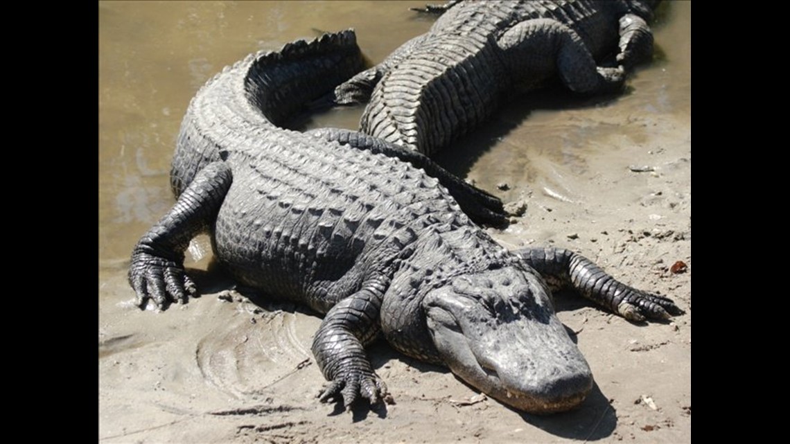 State Taking Applications for Alligator Hunting Permits