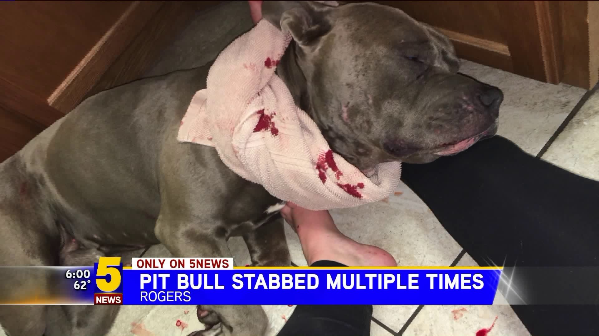 Pit Bull Stabbed Multiple Times