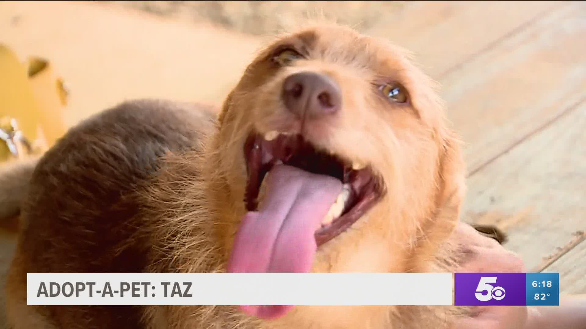Taz is a one and a half year old long-haired terrier mix who's ready for his forever home. https://bit.ly/3ahwAHu