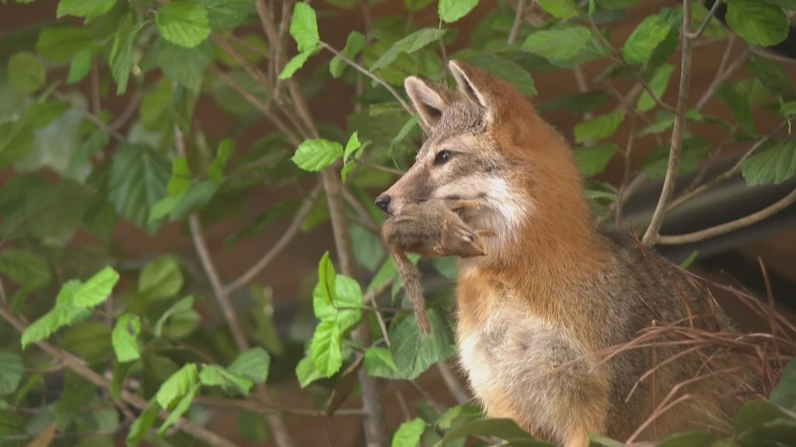 Arkansas State Parks encourage spring break 'staycations'