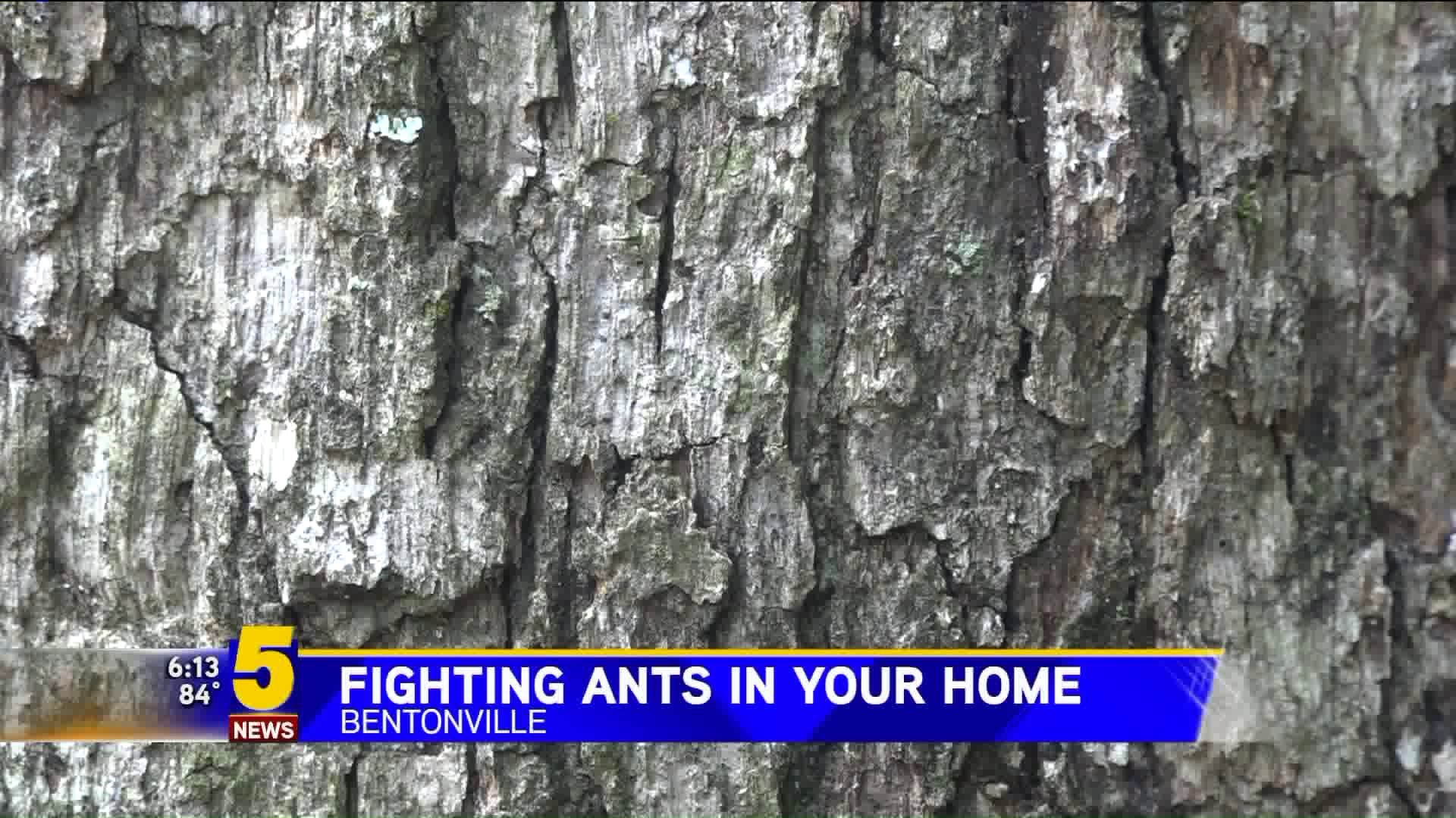 Fighting Ants In Your Home