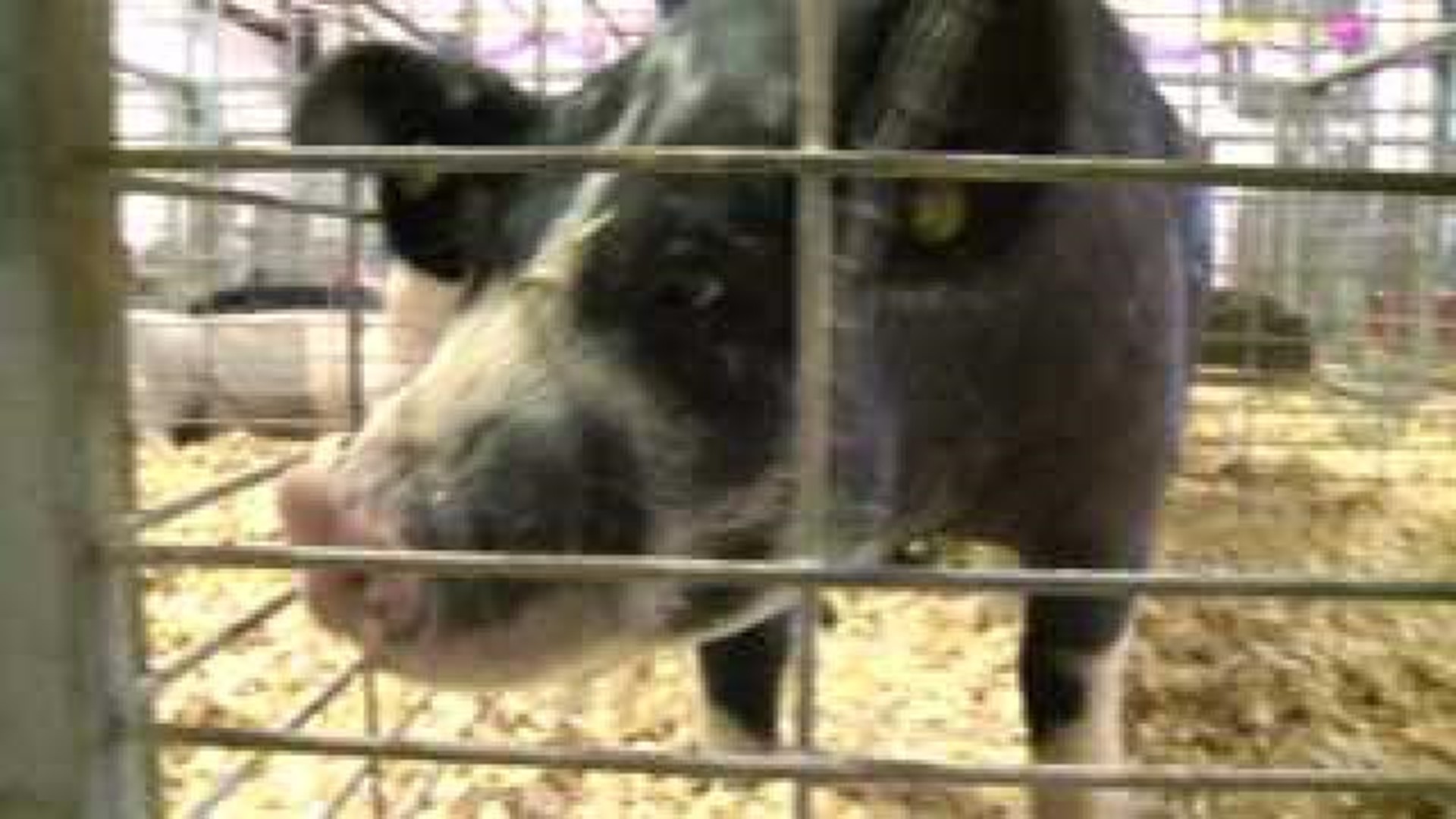Kids Showcase Hogs At Fair