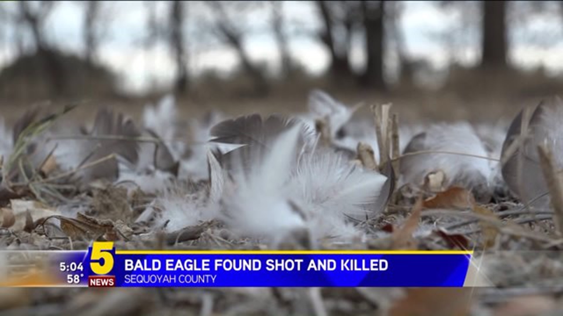 Bald Eagle Shot In Sequoyah County