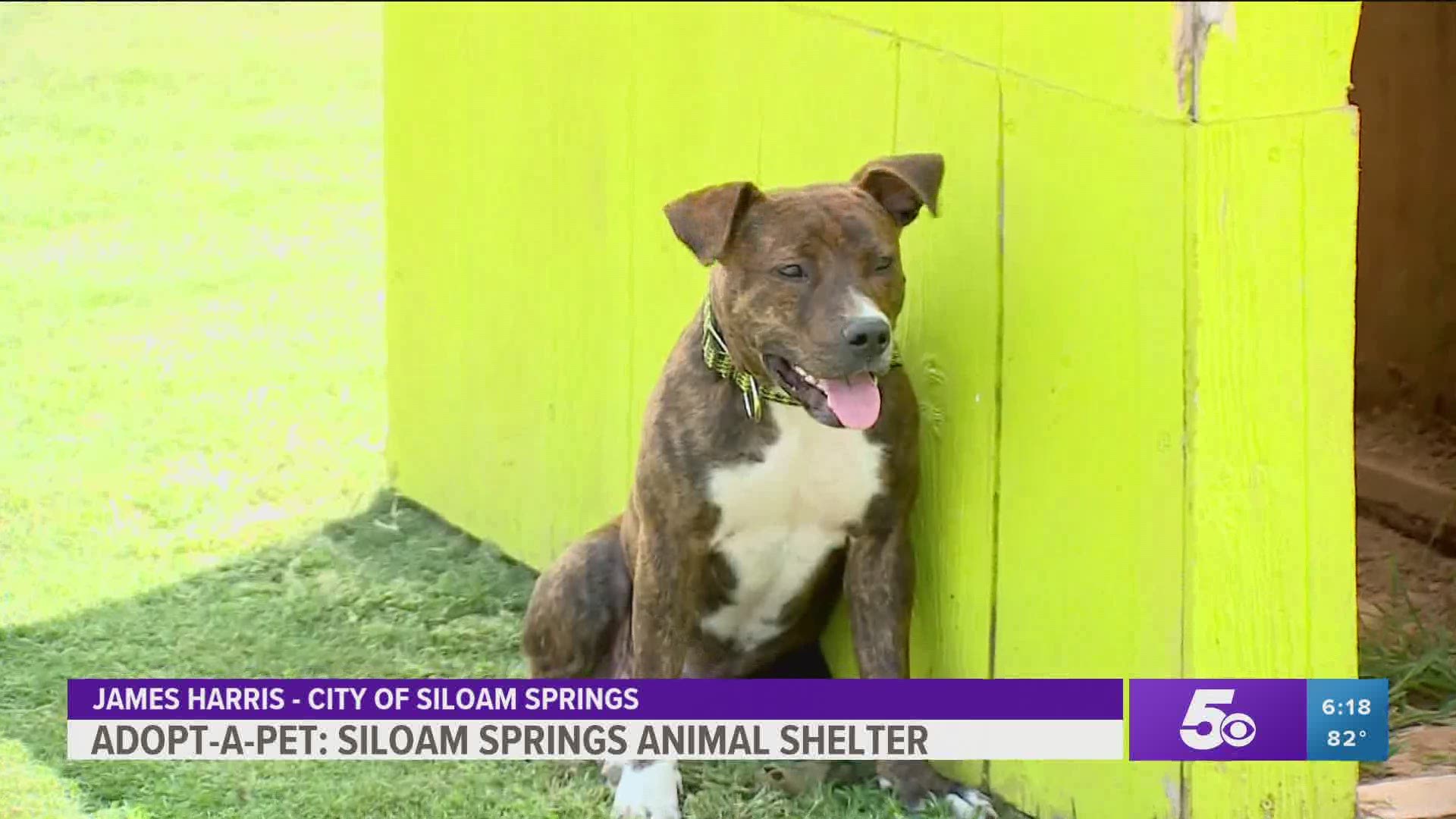 One-year-old brindle colored pit-mix "My Cousin Vinny," or just Vinny for short, was found as a stray. https://bit.ly/2XvKbWz