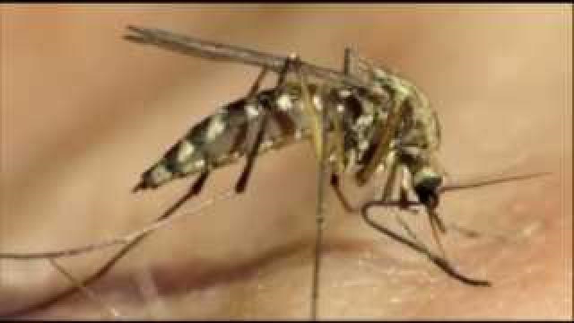 Greenwood Mosquito Spraying