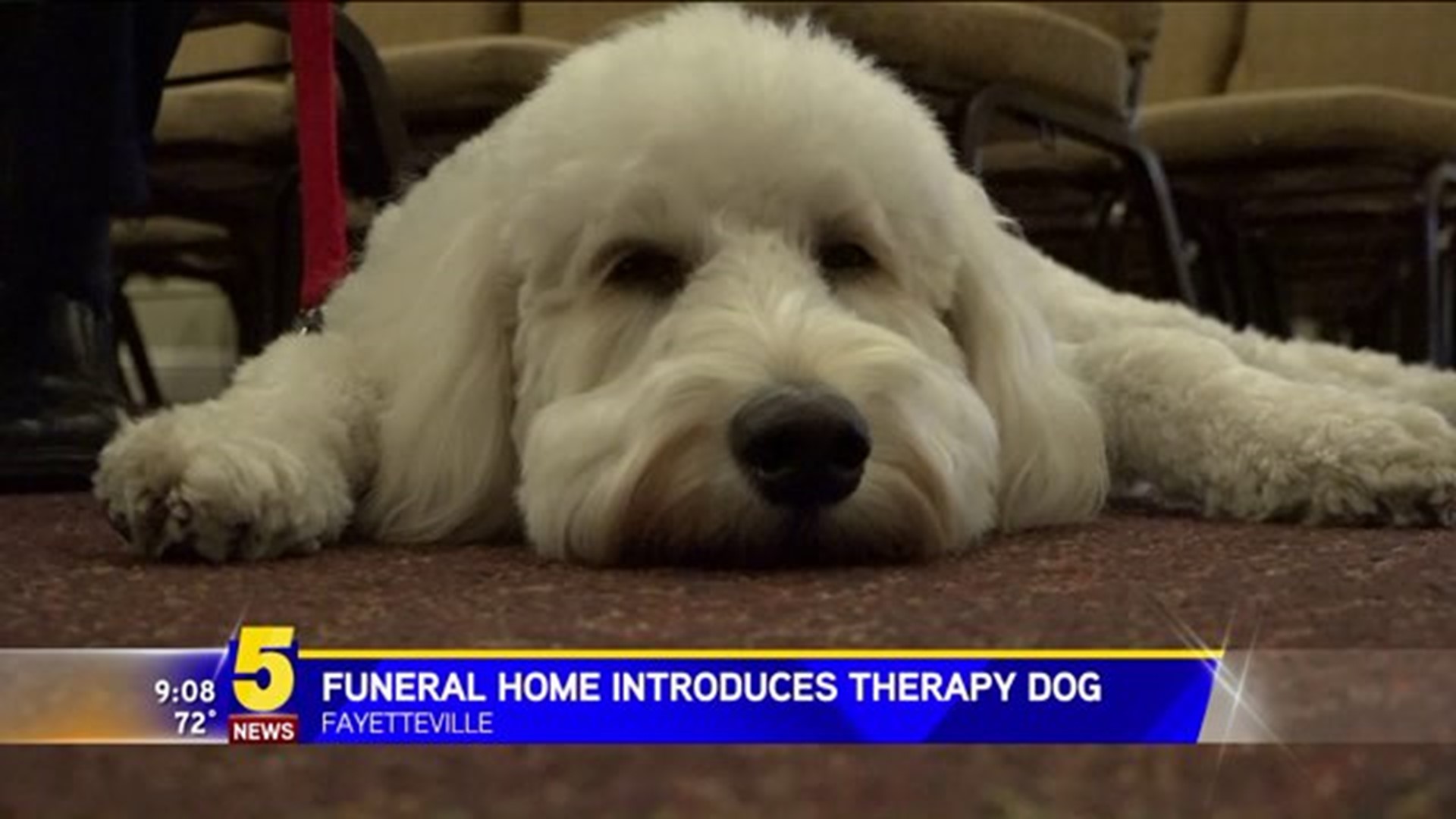 Funeral Home Introduces Therapy Dog