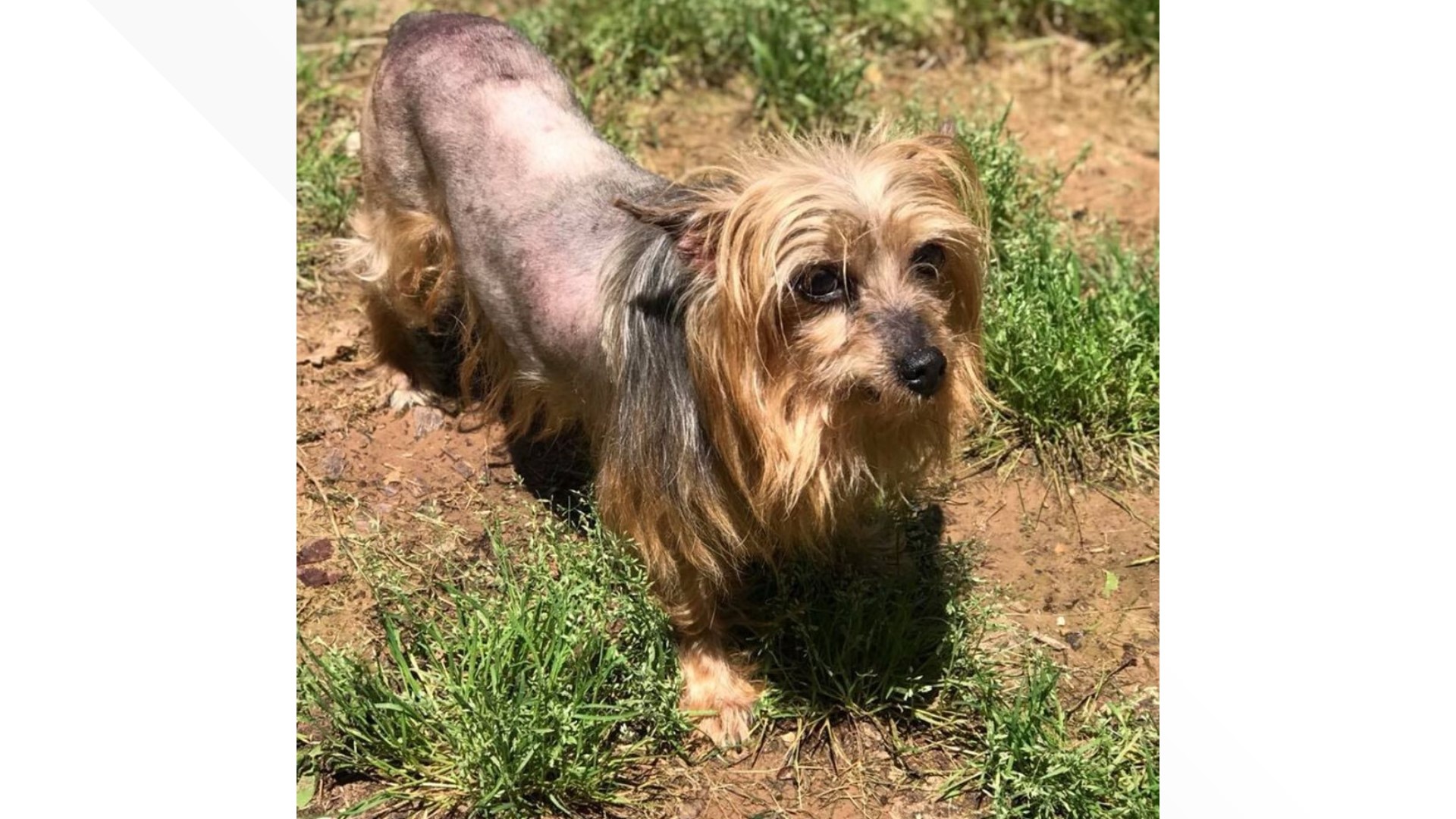 Local dog rescue helps needs donations | 5newsonline.com