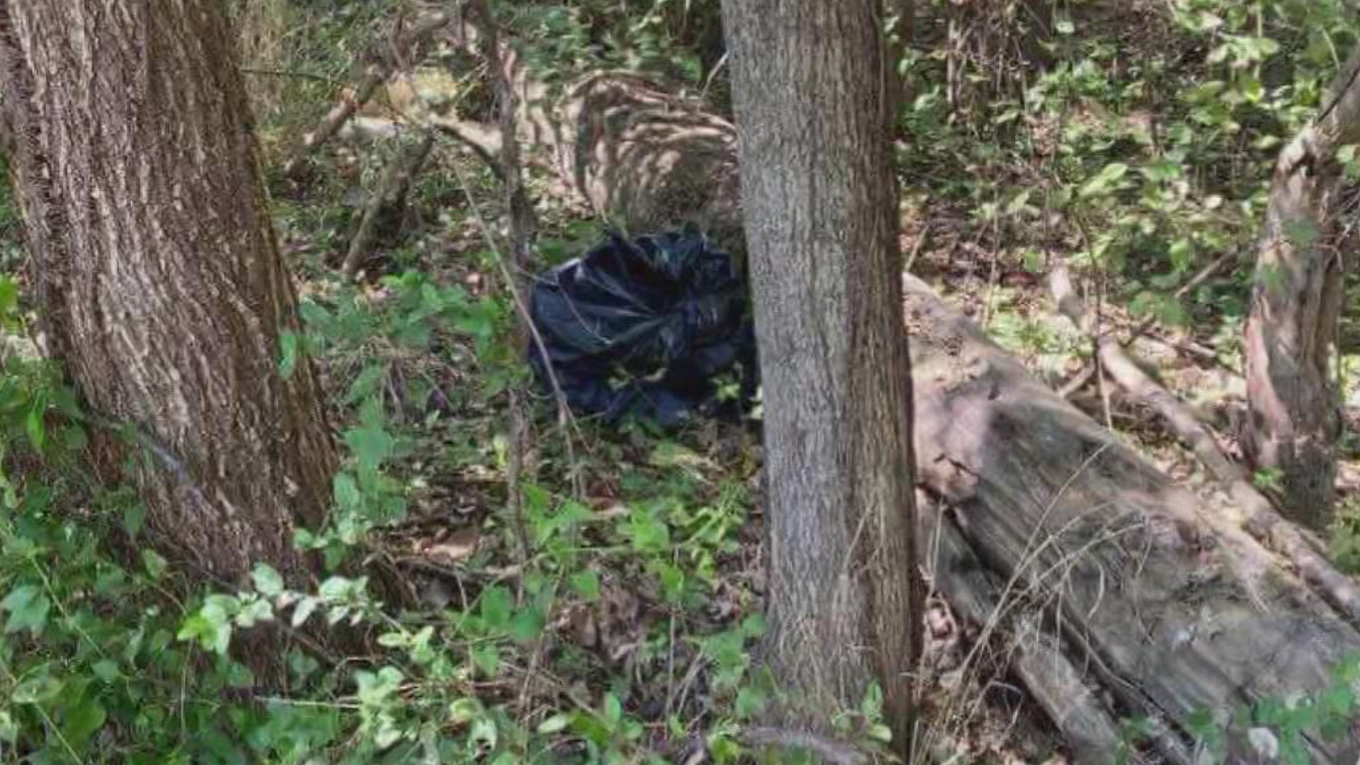 More than a dozen dead dogs and cats have been found this year, and many more dating back to 2019, on the road leading to Lock and Dam 13.