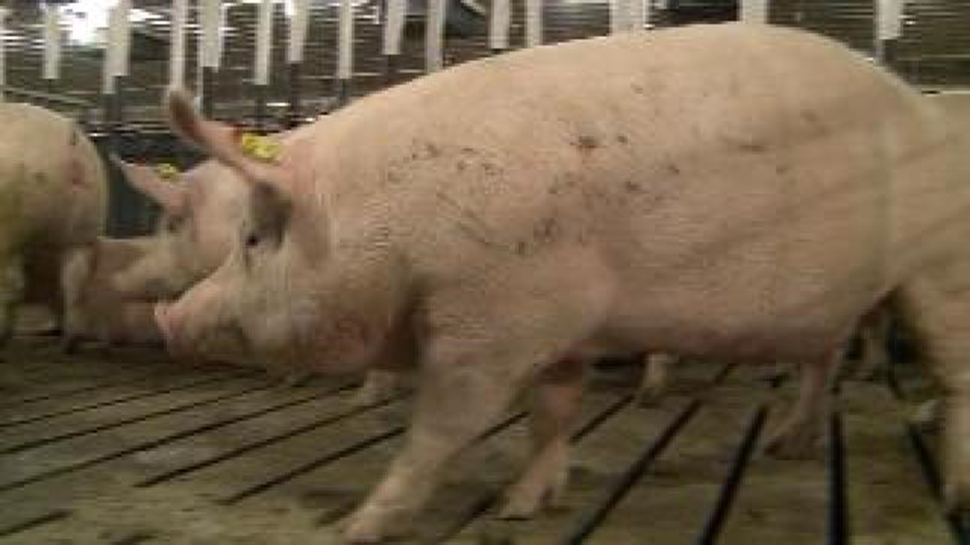 Hog Farm Owner Speaks Out