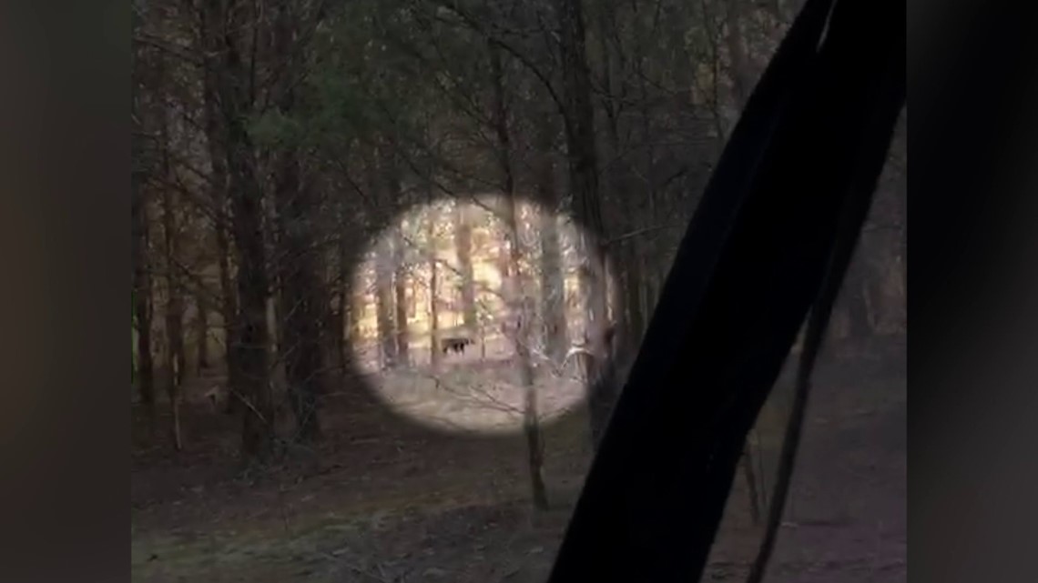 Black Panthers In Arkansas? Kibler Police Chief Says He Spotted One