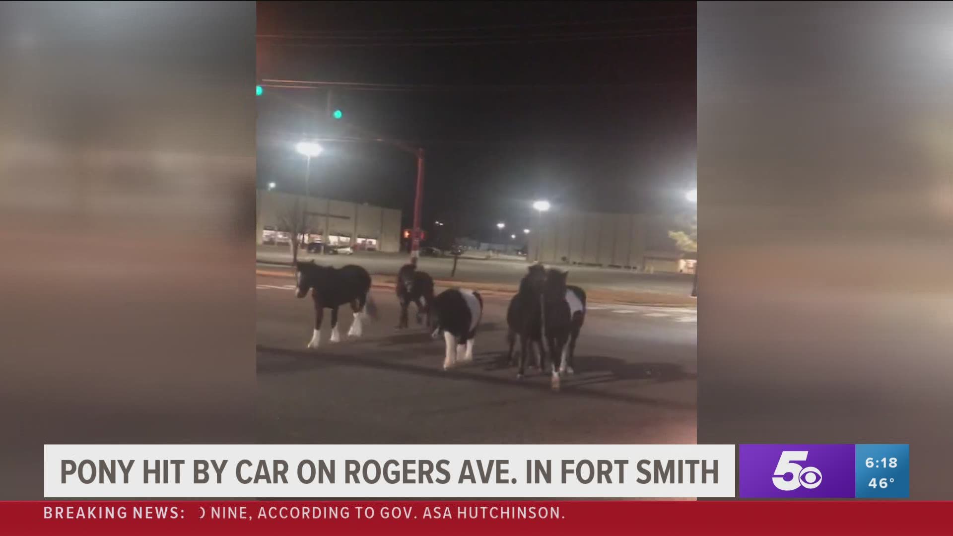 Pony hit by car on Rogers Ave in Fort Smith
