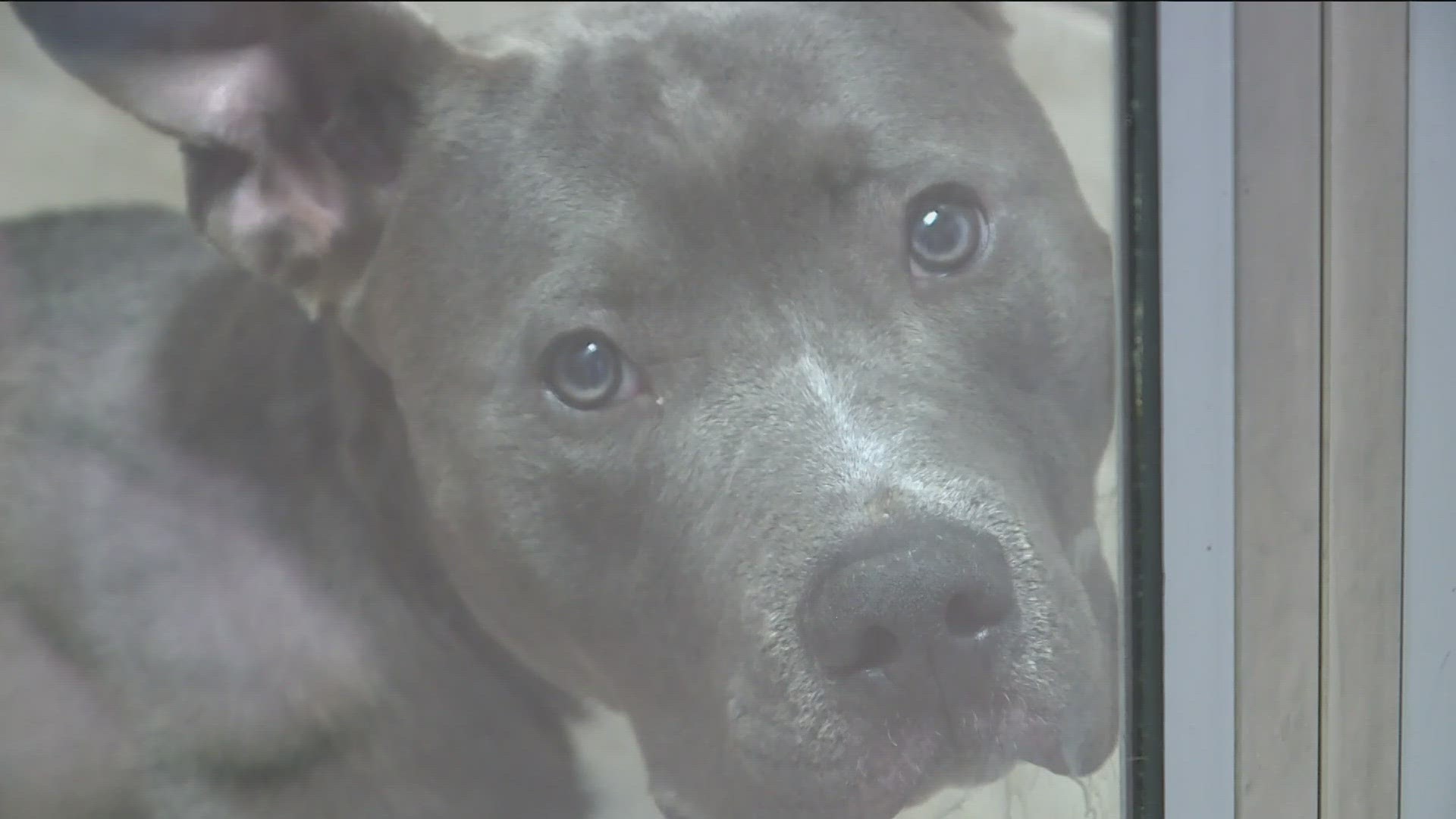 ALL NEW AT 10 – TWO ANIMAL SERVICES PARTNERING TOGETHER TO MAKE SURE MORE PETS ARE MICROCHIPPED IN NORTHWEST ARKANSAS