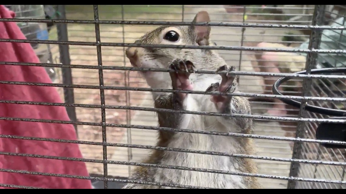 Deputies Say A Man Had A Meth-Fueled Attack Squirrel | 5newsonline.com