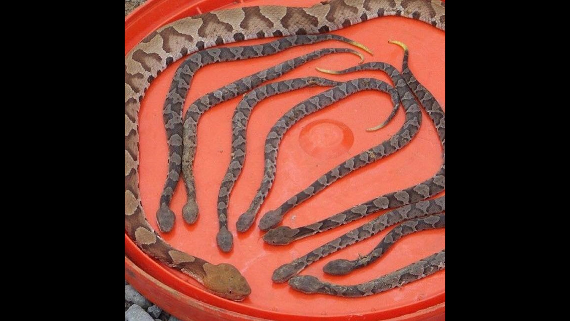 Beware, Copperhead Snake Birthing Season Is September | 5newsonline.com