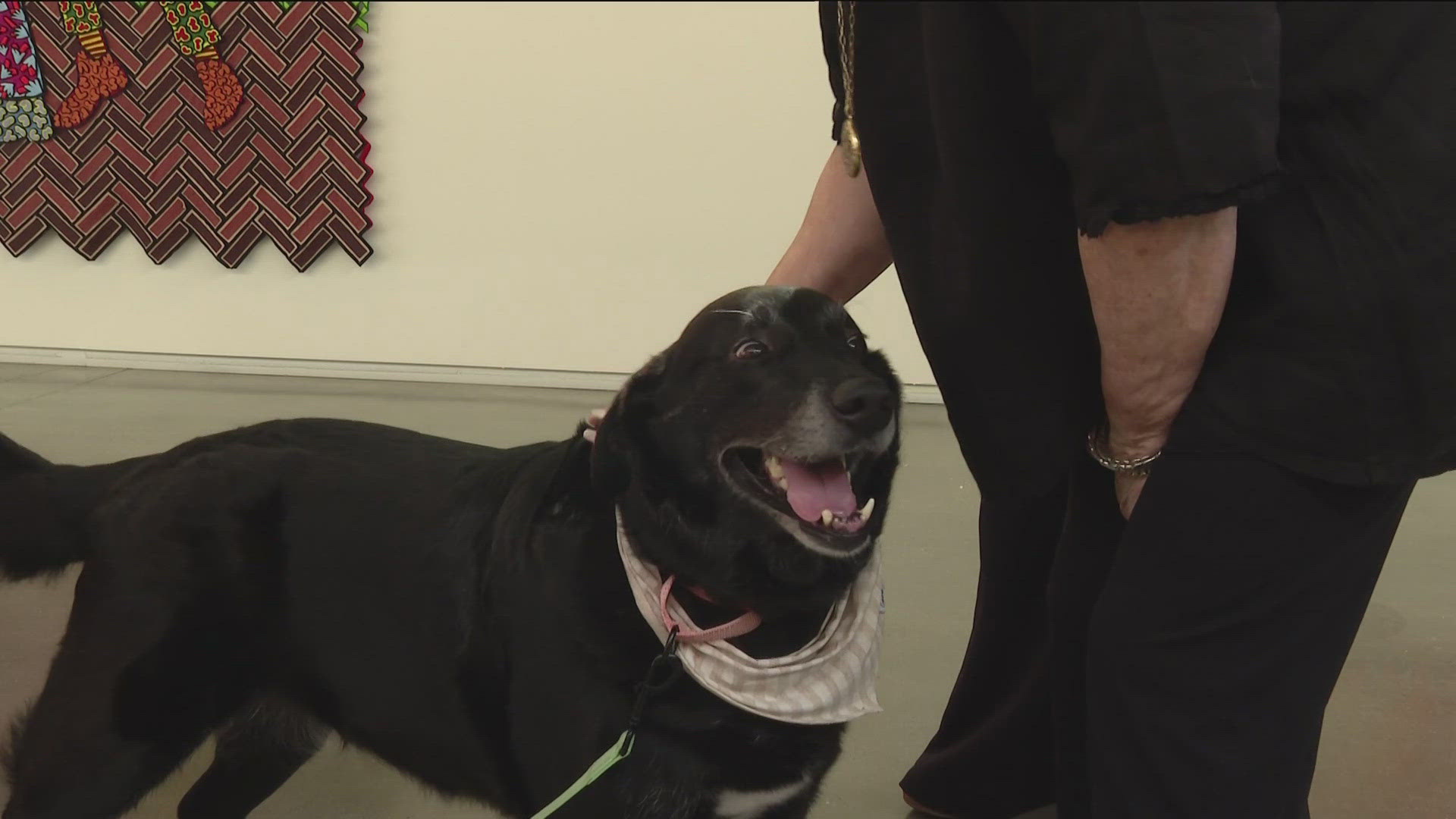 People are invited to stop by the 21c hotel lobby for drinks from "The Hive" and hang out with some pups.