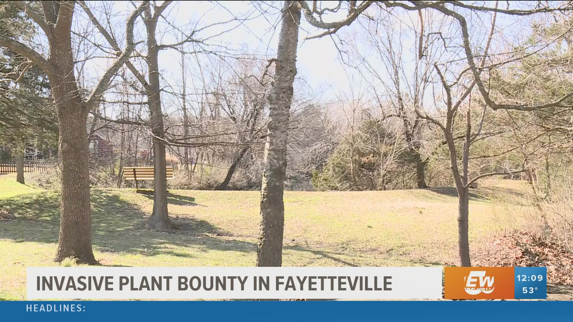 This spring, the City's invasive plant "bounty" program will replace residents’ invasive plants with a native tree or shrub for free.
