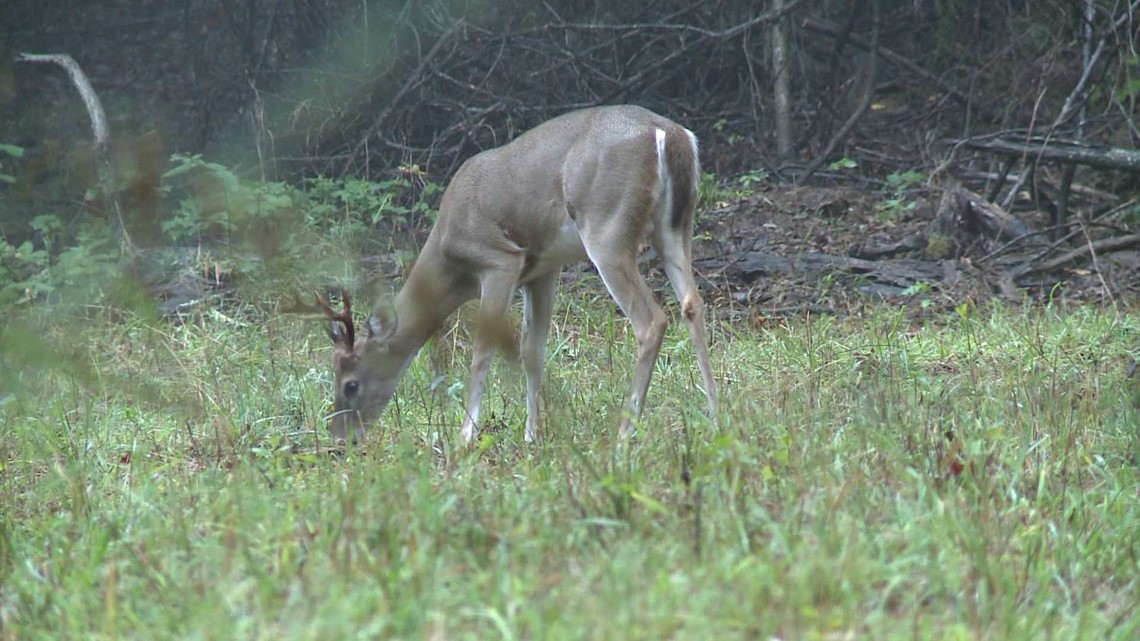 Archery Deer Season Opens in Arkansas