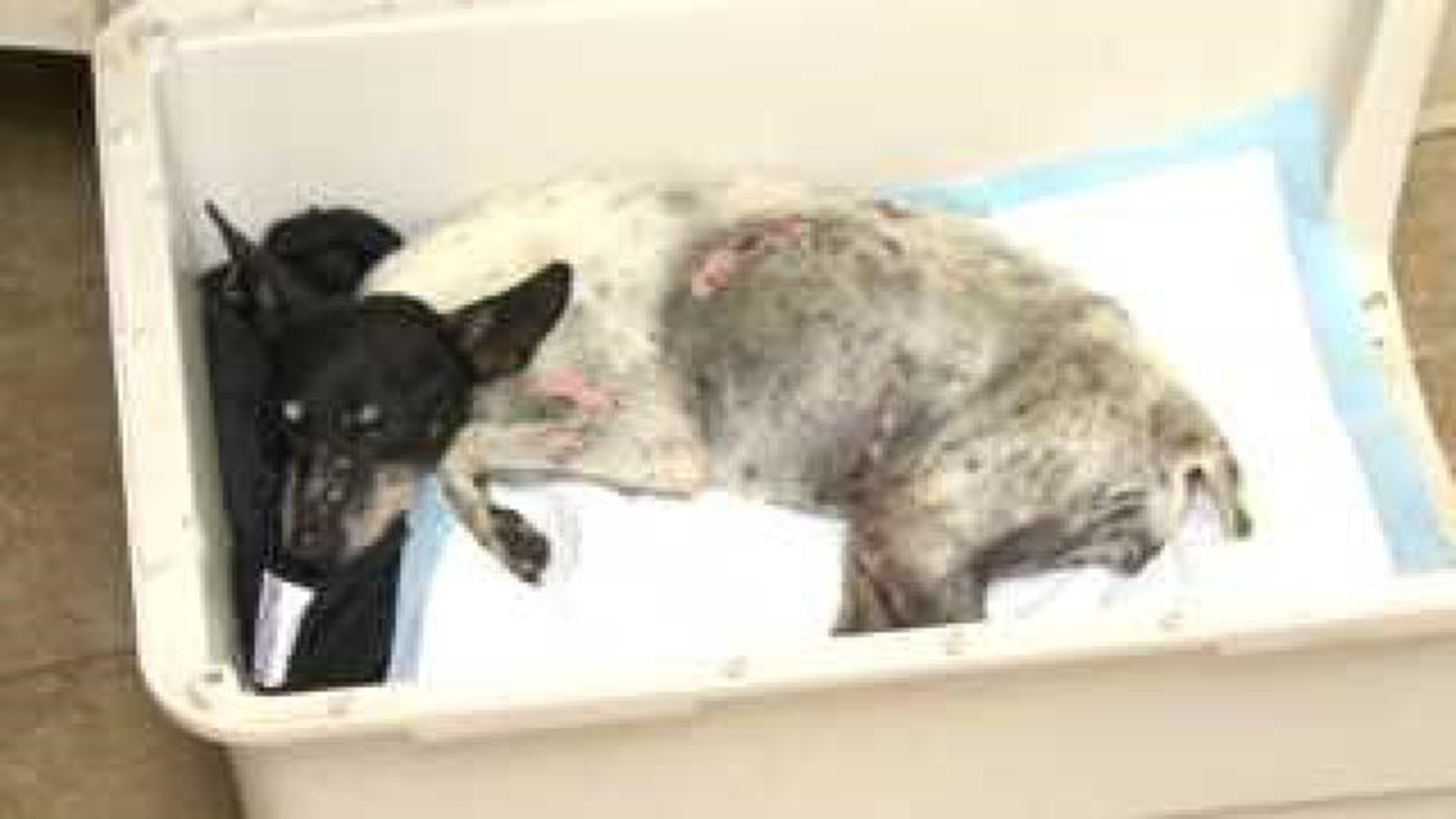 Dog Found Badly Abused In Centerton; Neighbors Say Fireworks Strapped To It
