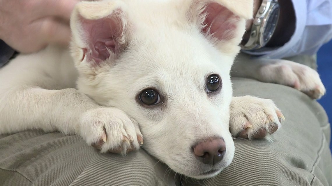 Arkansas animal shelters waive dog adoption fees in May - Vimarsana News