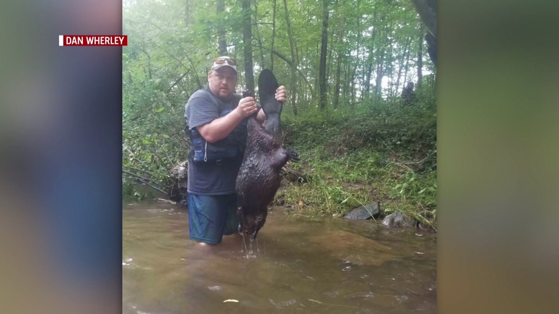 Video Shows Rabid Beaver Attack Father, 7-Year-Old Daughter During ...