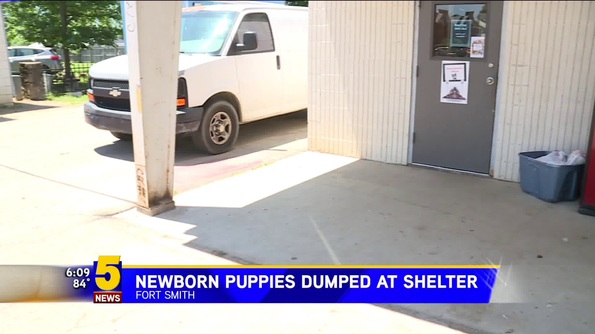 Newborn Puppies Dumped At HOPE Humane Shelter