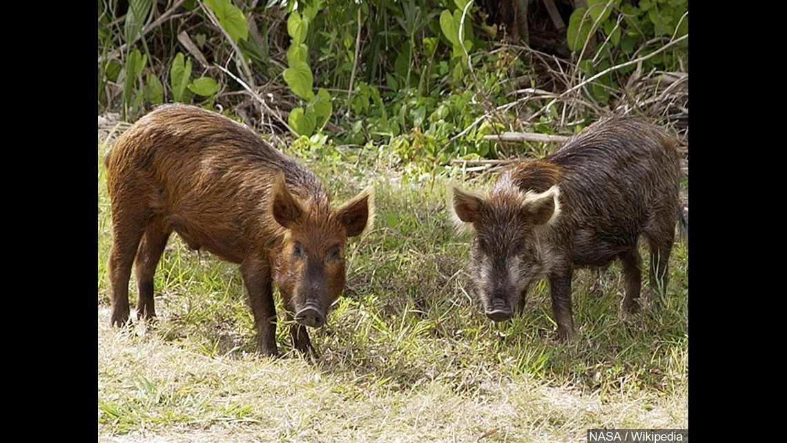 feral hog growth rate