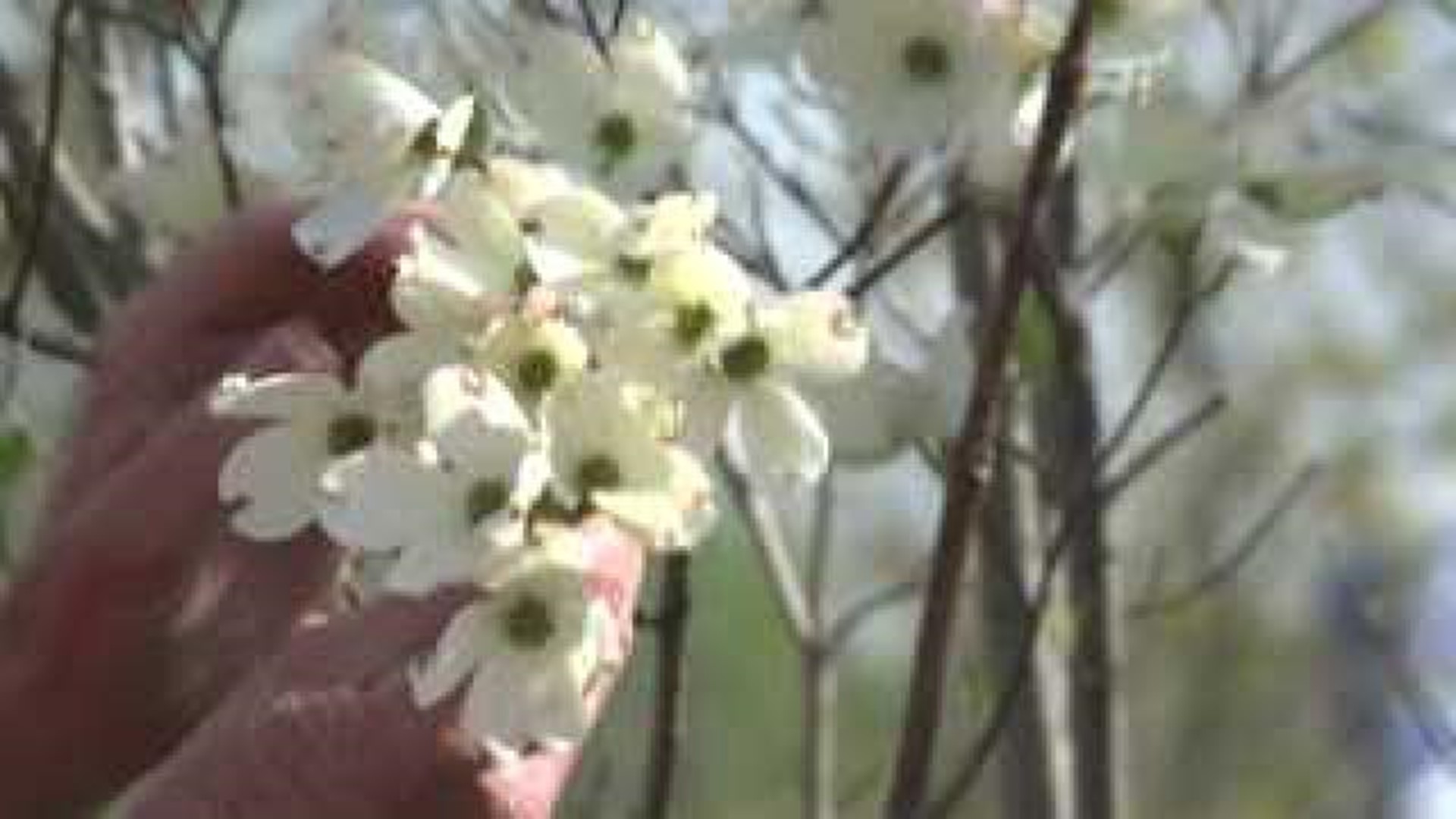 Sharum's Garden Center: Flowering Trees