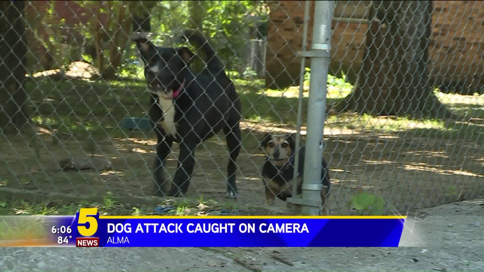 Dog Attack Caught On Camera