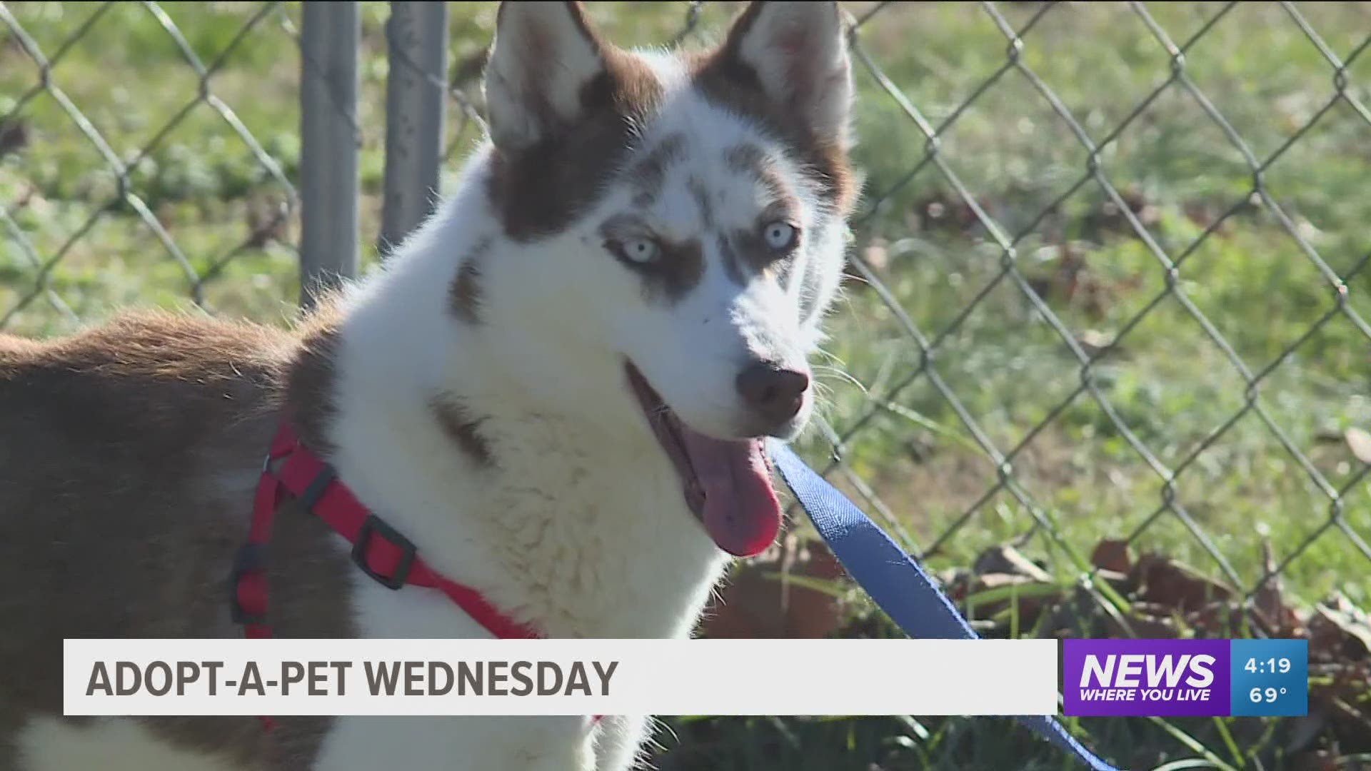 A husky who was on the run and a young pup looking for adventures with a new family are up for adoption at Tailwaggers of NWA. https://bit.ly/2IvXTUS
