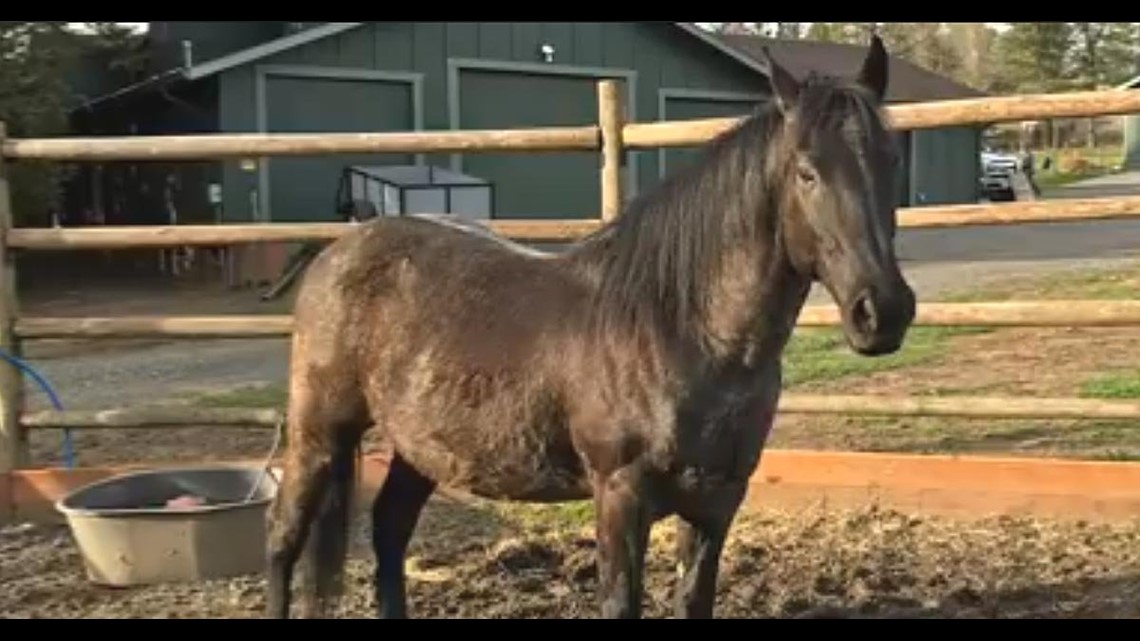 New Pen May Allow Sale Of Horses For Slaughter