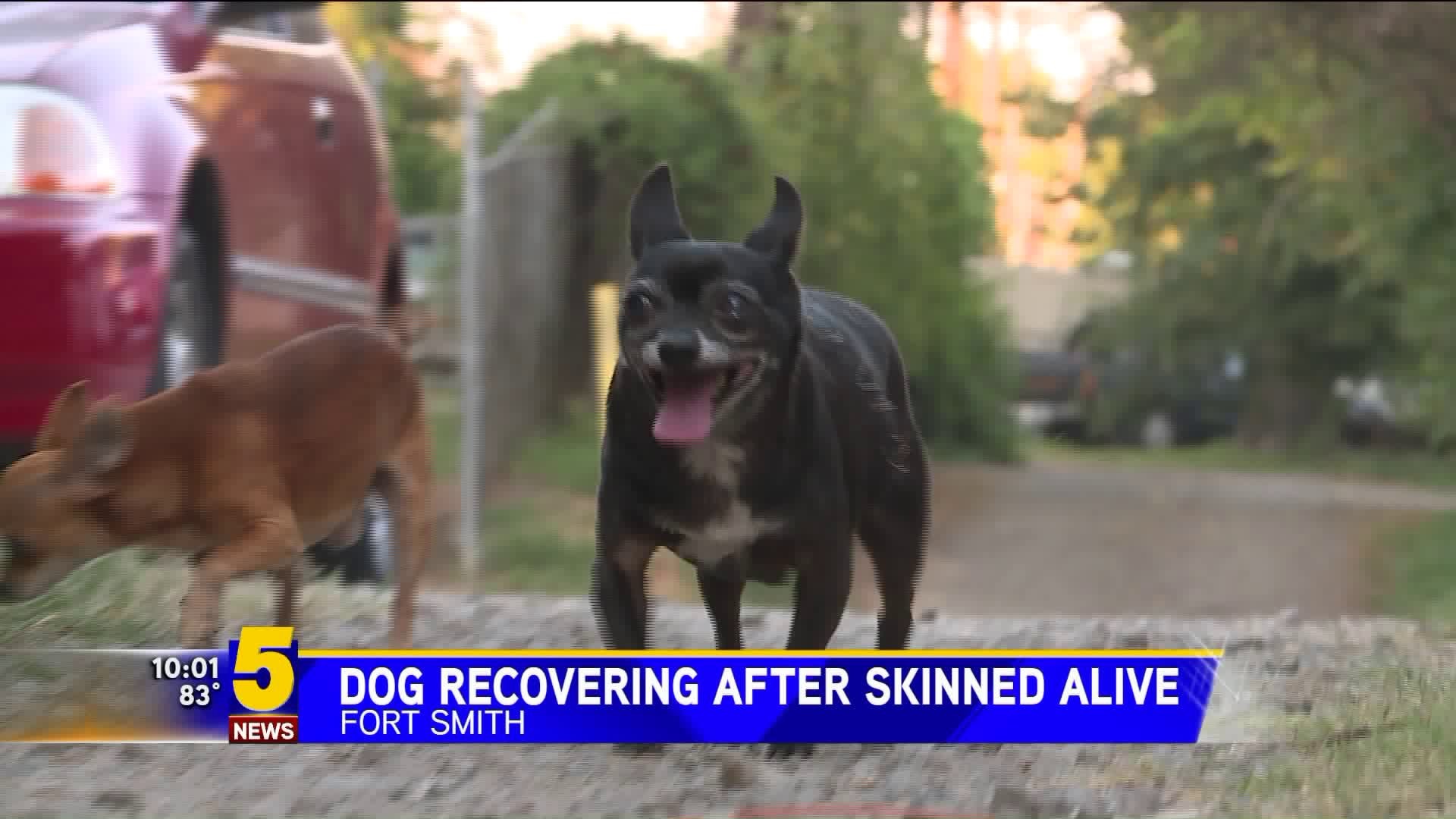 Dog Recovering After Being Skinned Alive In Fort Smith