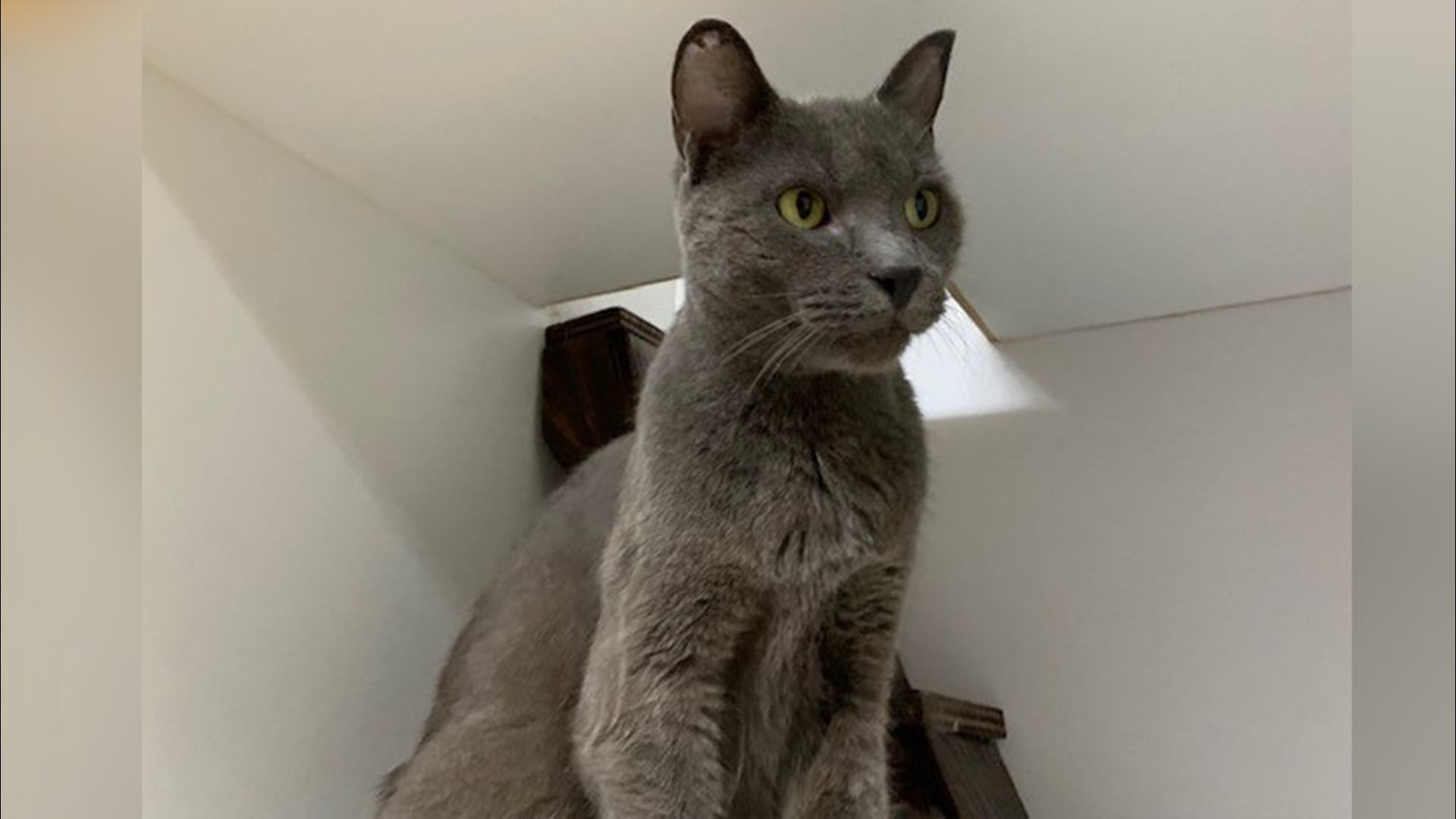 Missing Cat Found Five Years Later | 5newsonline.com